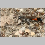 Ammophila sabulosa - Sandwespe 58c 19mm beim Nestverschluss.jpg